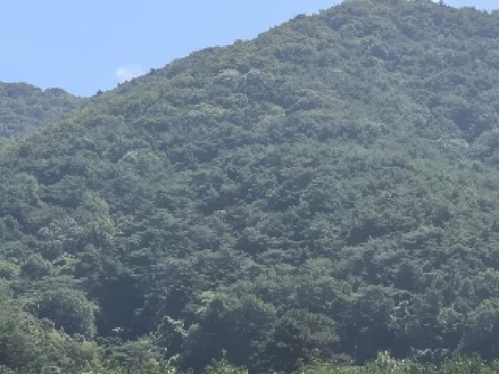 전남 화순군 동면 임야 경매 물건 사진