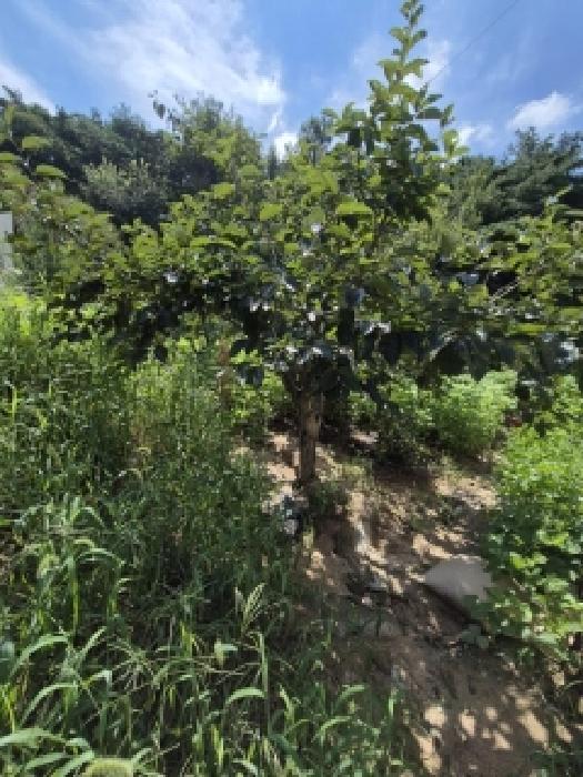 전남 곡성군 입면 잡종지 경매 물건 사진 3 · 2025타경34057