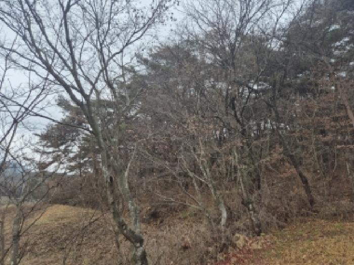 전남 장성군 서삼면 임야 경매 물건 사진 4 · 2025타경34489