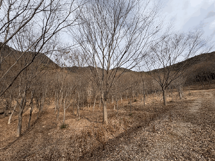 전남 담양군 금성면 임야 경매 물건 사진 6 · 2025타경34634