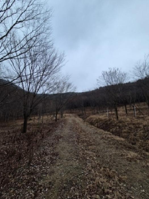 전남 담양군 금성면 임야 경매 물건 사진