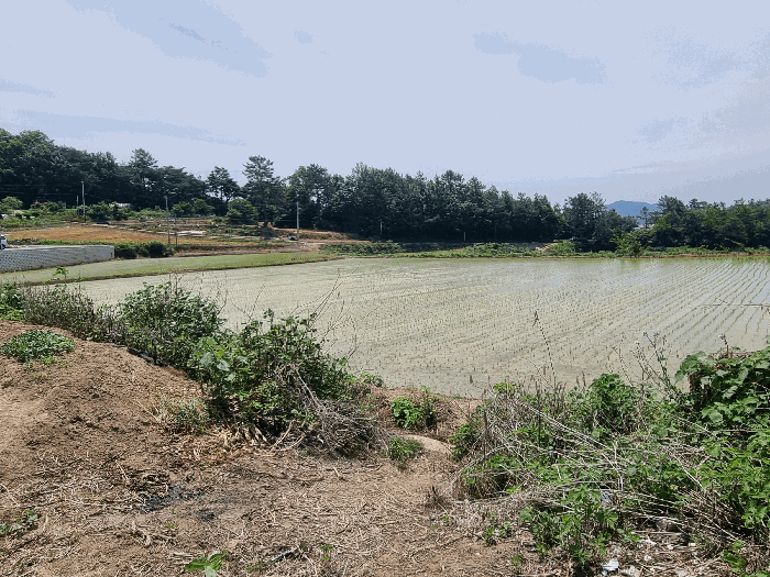 전남 나주시 세지면 답 경매 물건 사진 6 · 2025타경3553