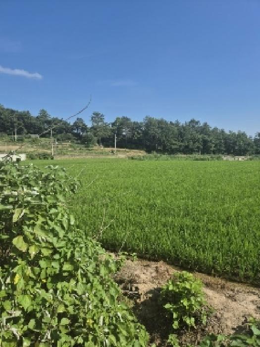 전남 나주시 세지면 답 경매 물건 사진