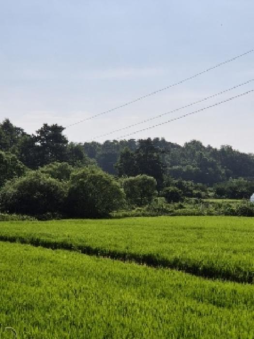 광주 광산구 본덕동 답 경매 물건 사진 3 · 2025타경4464