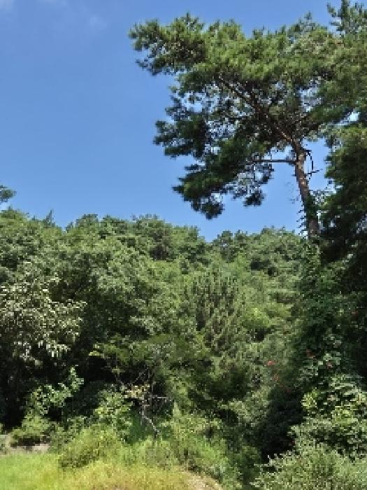 광주 광산구 서봉동 임야 경매 물건 사진 3 · 2025타경5030
