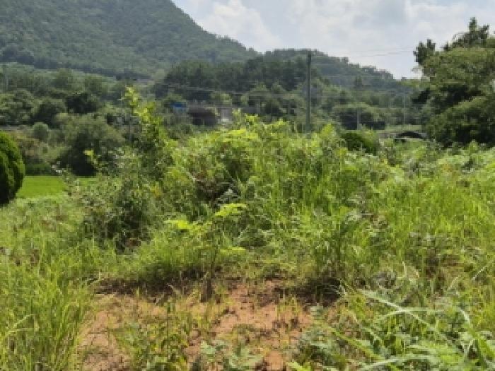 광주 서구 용두동 전 경매 물건 사진