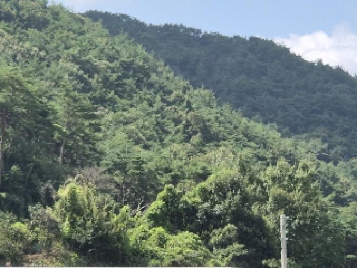 전남 화순군 화순읍 임야 경매 물건 사진 3 · 2025타경5603