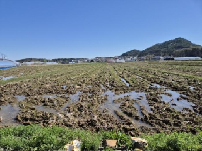 광주 서구 세하동 전답 경매 물건 사진