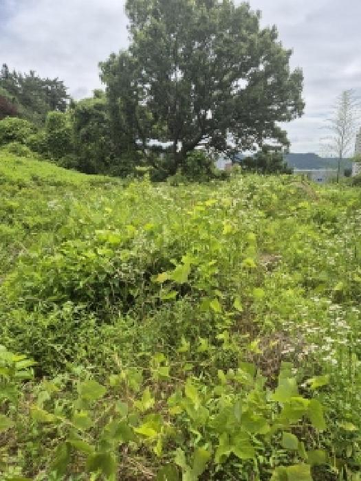 전남 화순군 화순읍 대지,임야,전답 경매 물건 사진