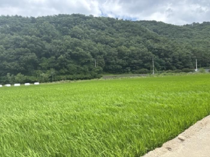 광주 북구 망월동 대지,임야,전답 경매 물건 사진