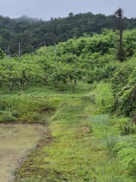 전남 나주시 봉황면 전답 경매 물건 사진