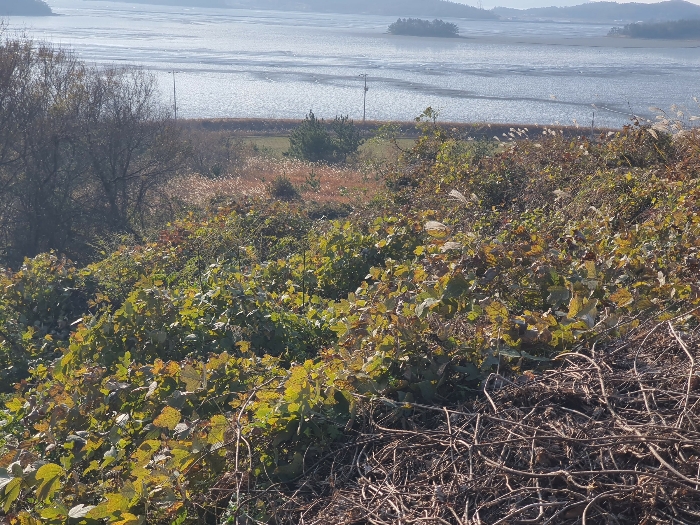전라남도 신안군 암태면 도창리 280 전 경매 물건 사진
