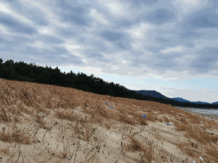 전라남도 신안군 임자면 도찬리 산115-16 임야 경매 물건 사진