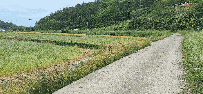 전남 강진군 마량면 답 경매 물건 사진 6 · 2025타경5258