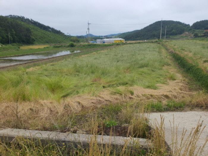 전남 강진군 마량면 답 경매 물건 사진 4 · 2025타경5258