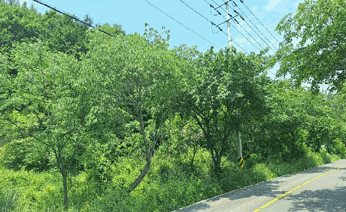 전남 장흥군 용산면 임야 경매 물건 사진 3 · 2025타경5259