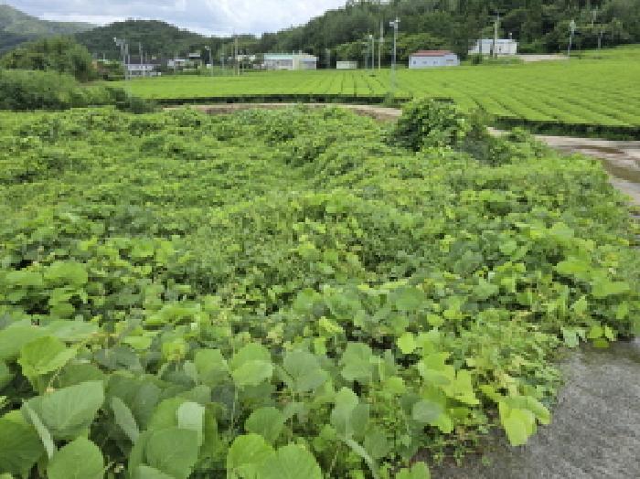전남 강진군 성전면 답 경매 물건 사진