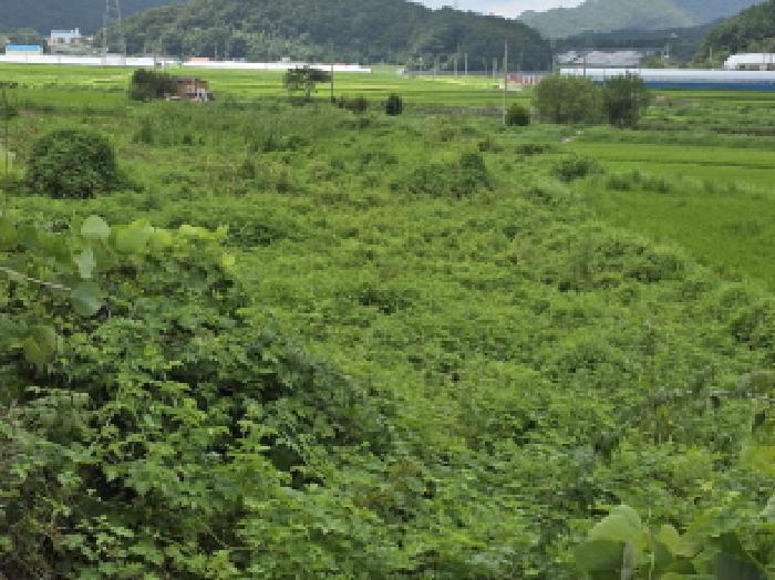 전남 강진군 성전면 답 경매 물건 사진