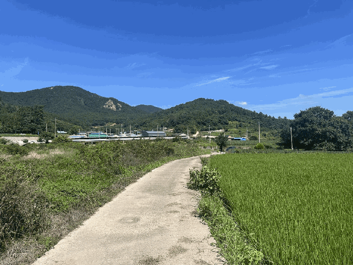 전라남도 장흥군 대덕읍 잠두리 555 답 경매 물건 사진