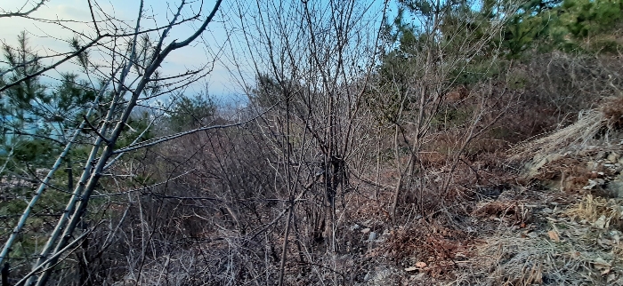 전남 여수시 중흥동 임야 경매 물건 사진 5 · 2024타경51547
