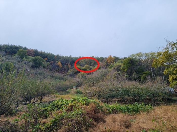 전남 광양시 성황동 임야 경매 물건 사진 4 · 2024타경61735