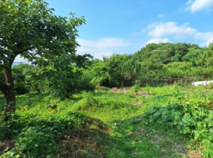 전남 광양시 옥룡면 대지 경매 물건 사진 5 · 2025타경507