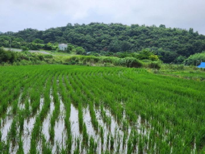 전남 여수시 소라면 답 경매 물건 사진