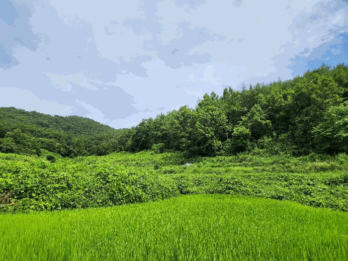 전라남도 보성군 율어면 이동리 341 대지 경매 물건 사진