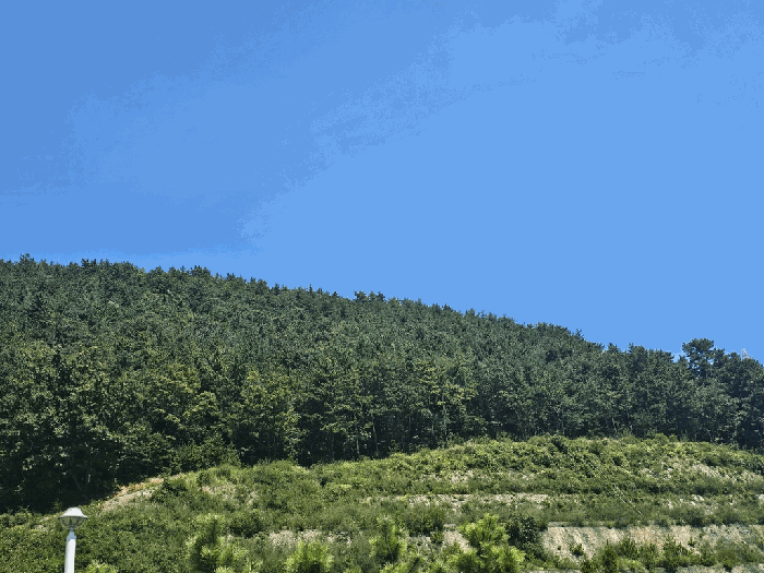 전남 여수시 화정면 임야 경매 물건 사진 4 · 2025타경51913