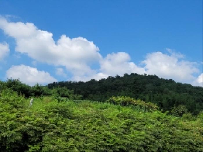 전남 보성군 조성면 대지 경매 물건 사진 3 · 2025타경52003
