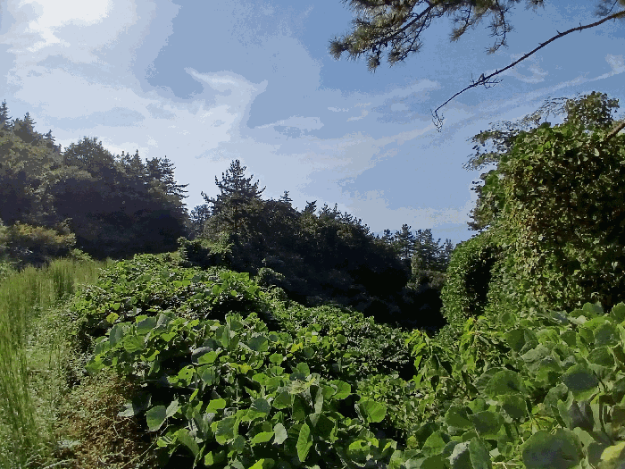 전남 여수시 돌산읍 임야 경매 물건 사진 4 · 2025타경52012