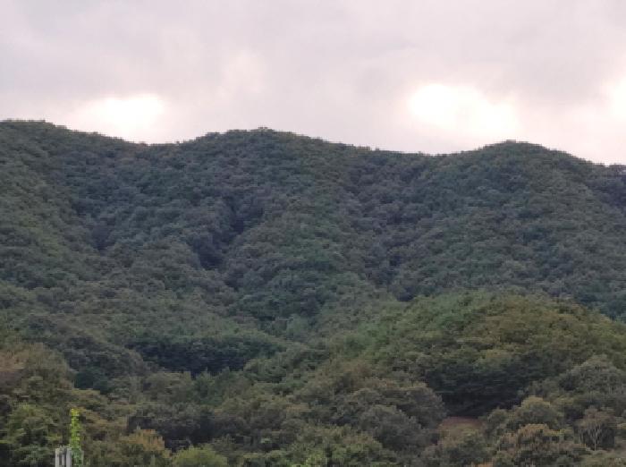 전남 광양시 중군동 임야 경매 물건 사진
