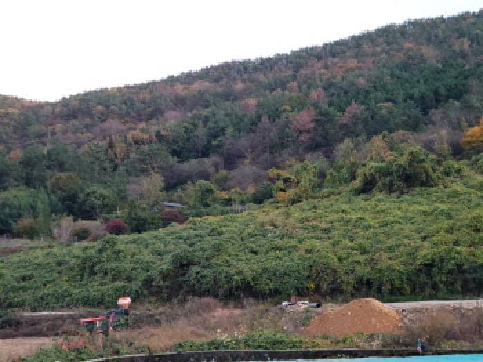 전남 여수시 돌산읍 임야 경매 물건 사진 2 · 2025타경52310