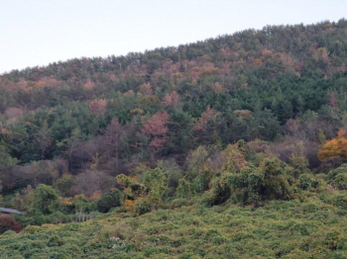전남 여수시 돌산읍 임야 경매 물건 사진 6 · 2025타경52310