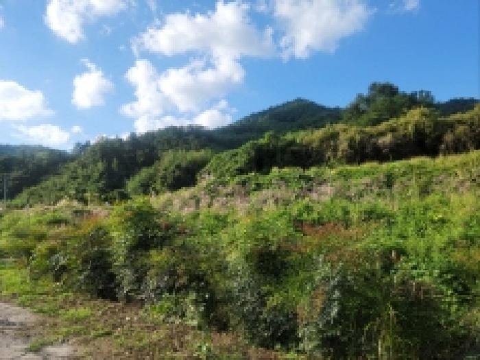 전남 보성군 조성면 답 경매 물건 사진 3 · 2025타경627