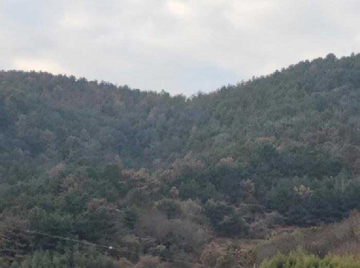 전남 여수시 돌산읍 임야 경매 물건 사진 3 · 2025타경710
