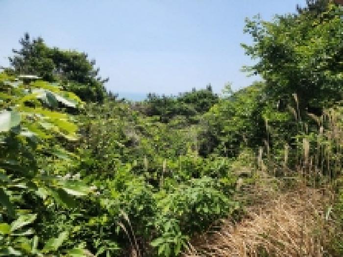 전남 고흥군 영남면 임야 경매 물건 사진 4 · 2026타경147