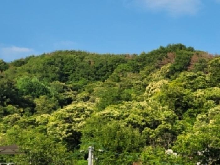전남 여수시 소라면 임야 경매 물건 사진