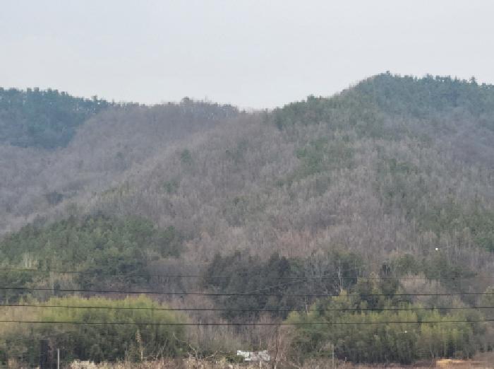 전남 고흥군 동강면 임야 경매 물건 사진