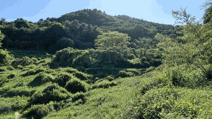 전라남도 고흥군 도양읍 용정리 1808 전답 경매 물건 사진