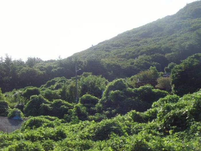 전남 완도군 군외면 전 경매 물건 사진