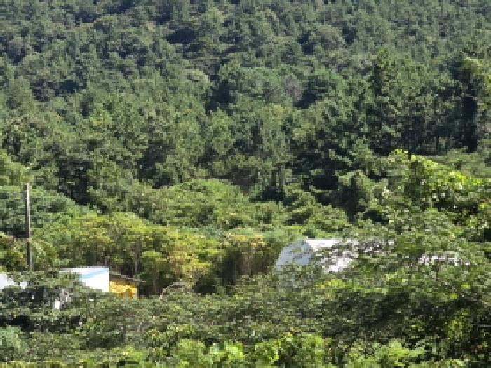 전남 완도군 약산면 답 경매 물건 사진