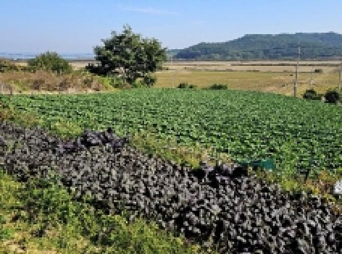 전남 해남군 황산면 전 경매 물건 사진 3 · 2025타경1726