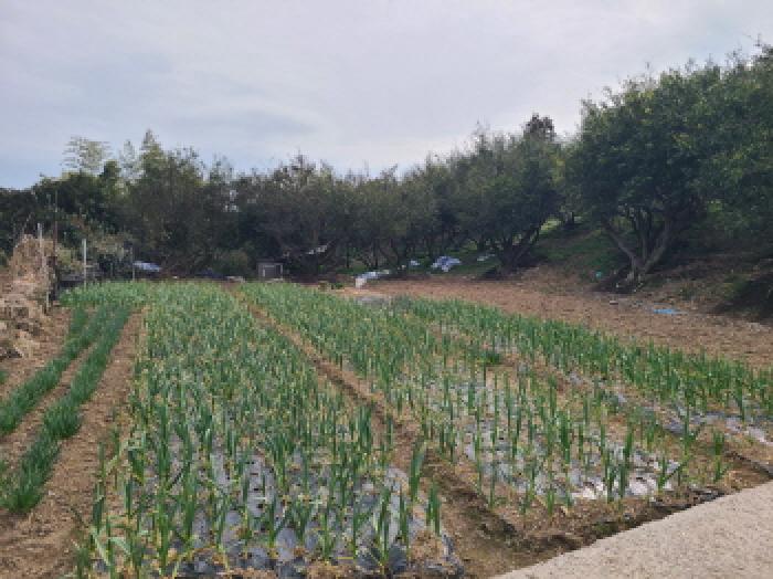 전남 완도군 금일읍 전 경매 물건 사진 4 · 2025타경50349