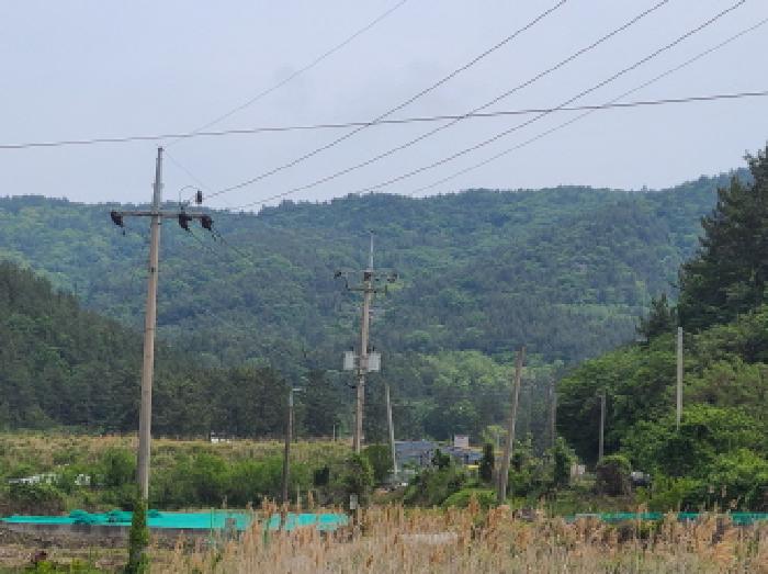 전남 완도군 약산면 임야 경매 물건 사진