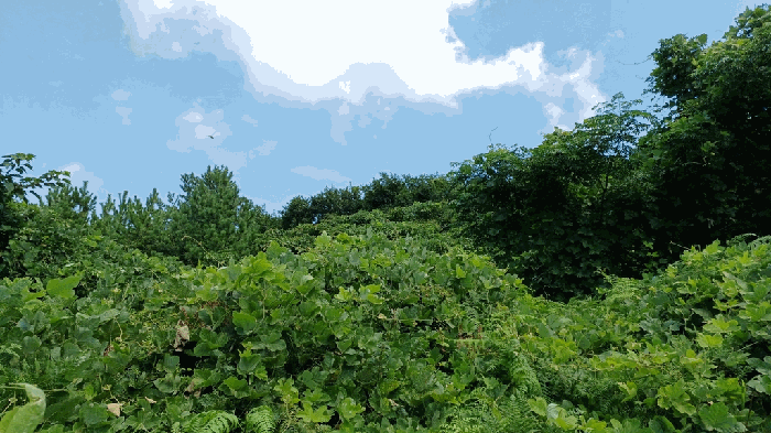 전남 완도군 청산면 임야 경매 물건 사진 5 · 2025타경50564