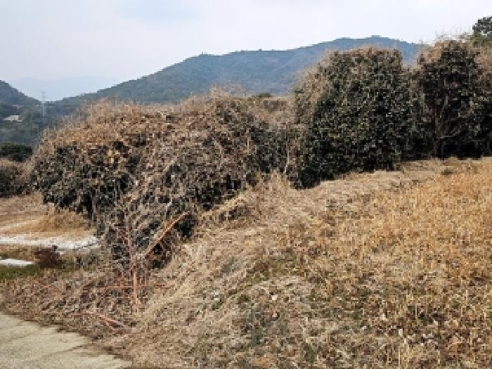 전남 완도군 군외면 전답 경매 물건 사진