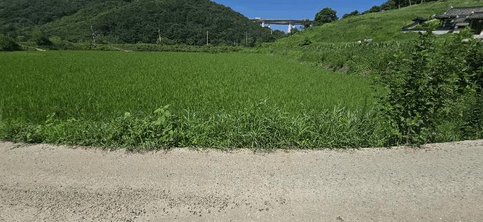 전북 임실군 오수면 답 경매 물건 사진 6 · 2025타경31449