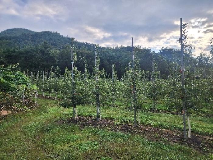 전북 무주군 무풍면 임야 경매 물건 사진