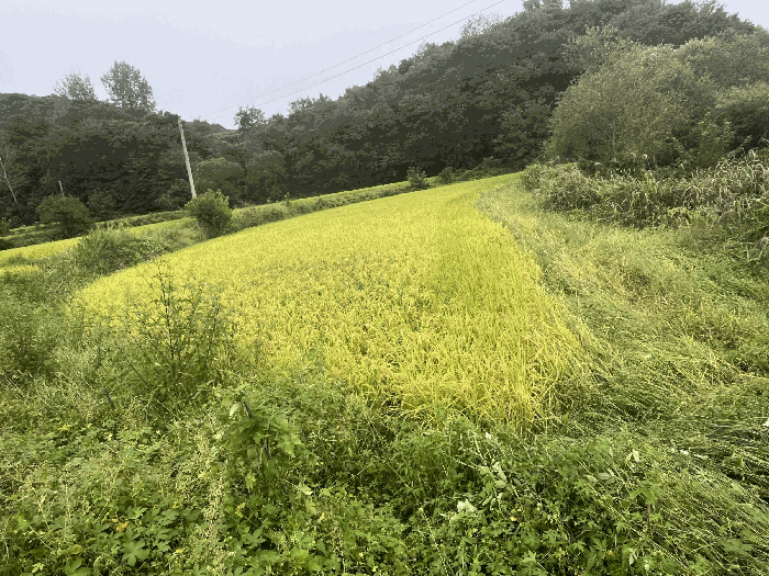 전북특별자치도 임실군 임실읍 감성리 327-3 전답 경매 물건 사진